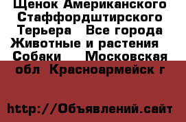 Щенок Американского Стаффордштирского Терьера - Все города Животные и растения » Собаки   . Московская обл.,Красноармейск г.